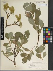 Foto von Salix lanata L.